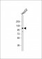 CDH4 Antibody (N-term)